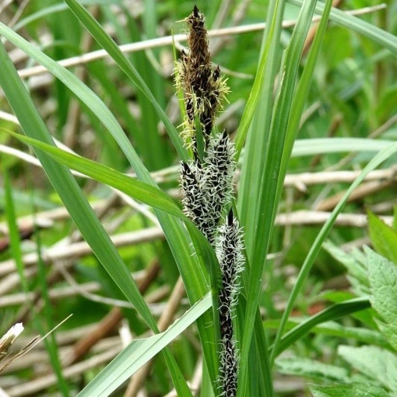 Vankkasara - Carex riparia (Kukinta)