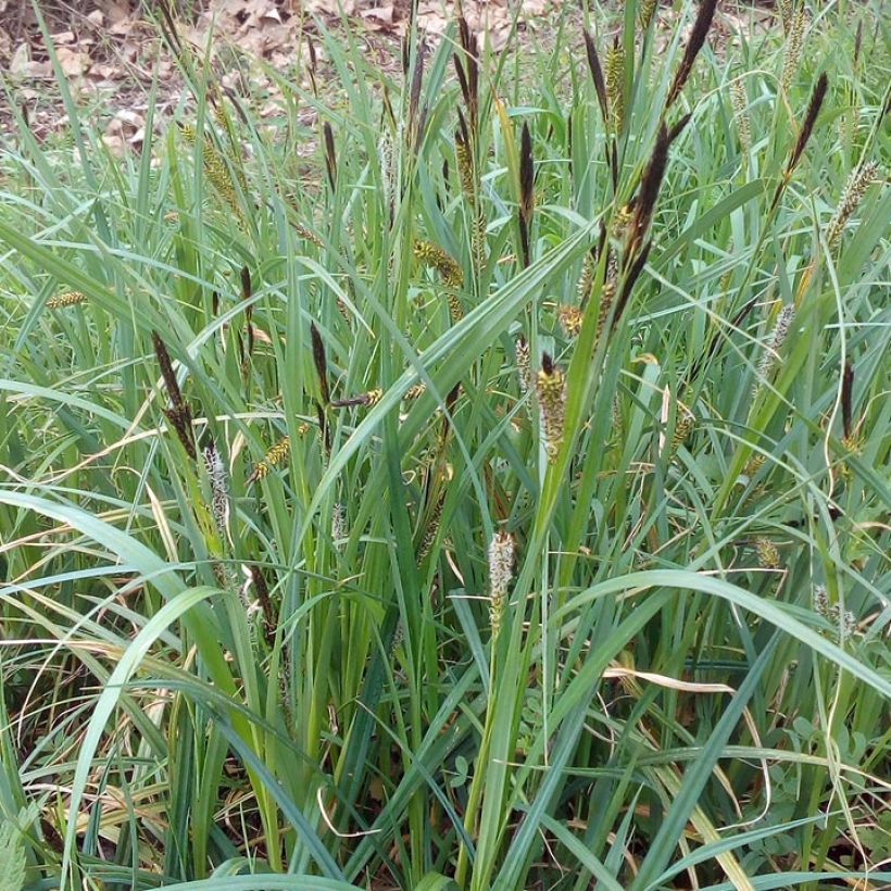 Vankkasara - Carex riparia (Kasvutapa)