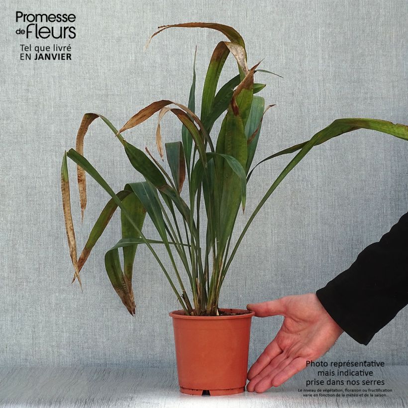 Esimerkki talvella toimitetusta Sara - Carex scaposa Pot de 1L/1,5L-taimesta