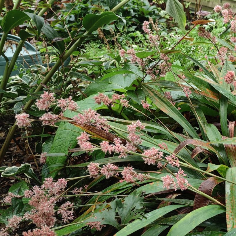 Sara - Carex scaposa (Kasvutapa)