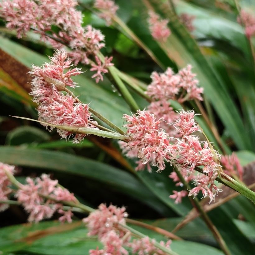 Sara - Carex scaposa (Kukinta)