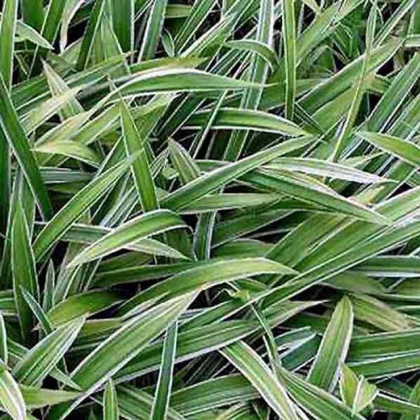 Idänvarjosara Variegata (Lehvistö)