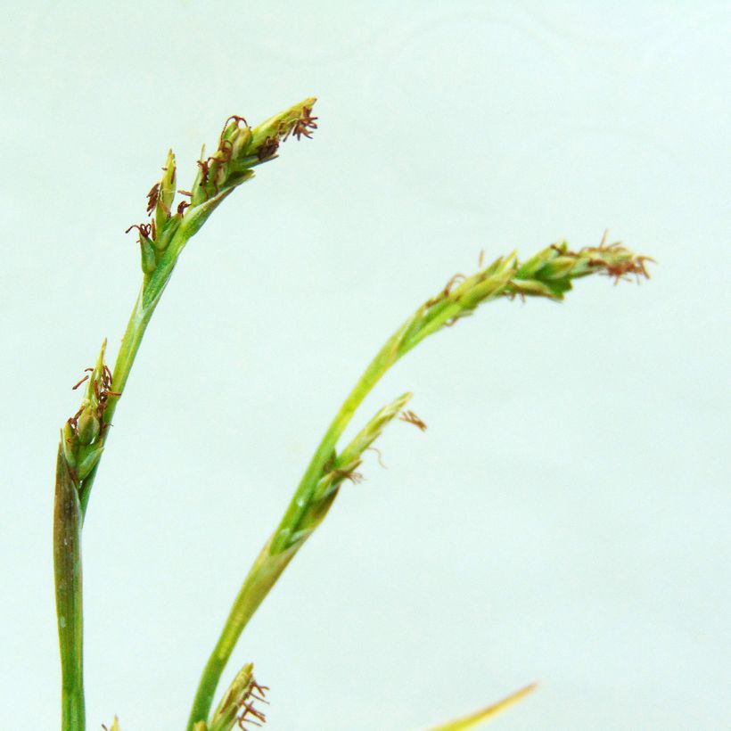 Idänvarjosara Variegata (Kukinta)