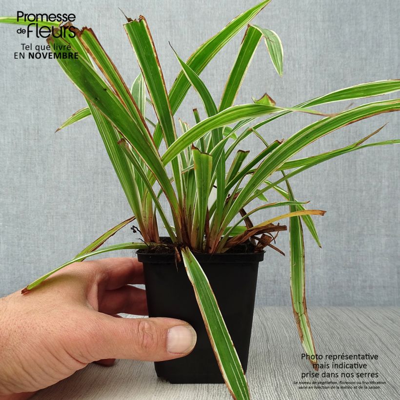 Esimerkki syksyllä toimitetusta Idänvarjosara Variegata 8/9 cm taimiruukku-taimesta
