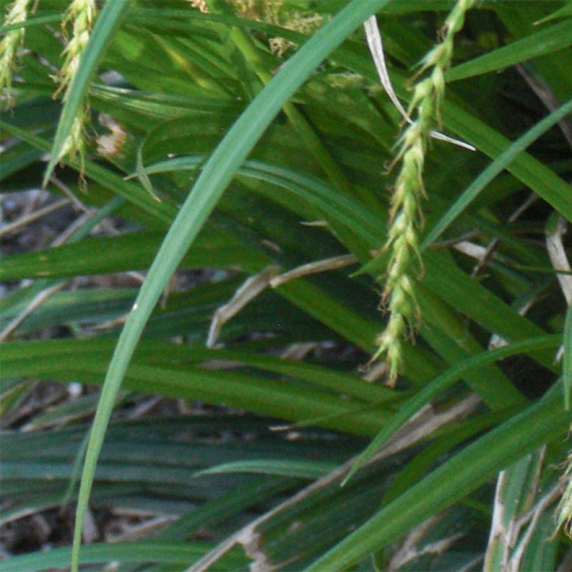 Sara - Carex sylvatica (Lehvistö)