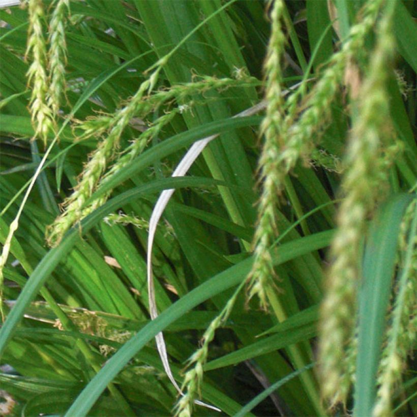 Sara - Carex sylvatica (Kukinta)
