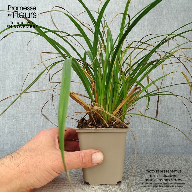 Esimerkki syksyllä toimitetusta Sara - Carex sylvatica 8/9 cm taimiruukku-taimesta