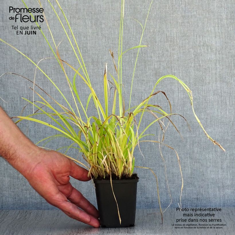 Esimerkki kesällä toimitetusta Sara - Carex sylvatica Godet de 8/9 cm-taimesta
