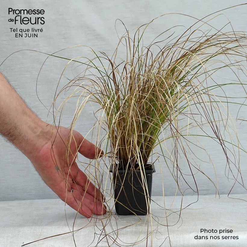 Esimerkki kesällä toimitetusta Sara Prairie Fire Taimiruukku 8/9 cm-taimesta