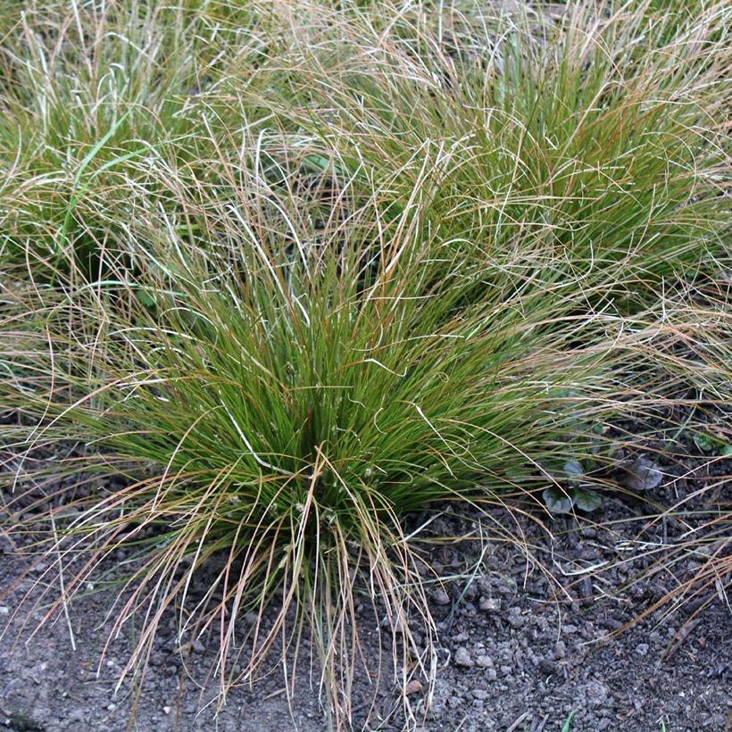 Sara Prairie Fire (Kasvutapa)