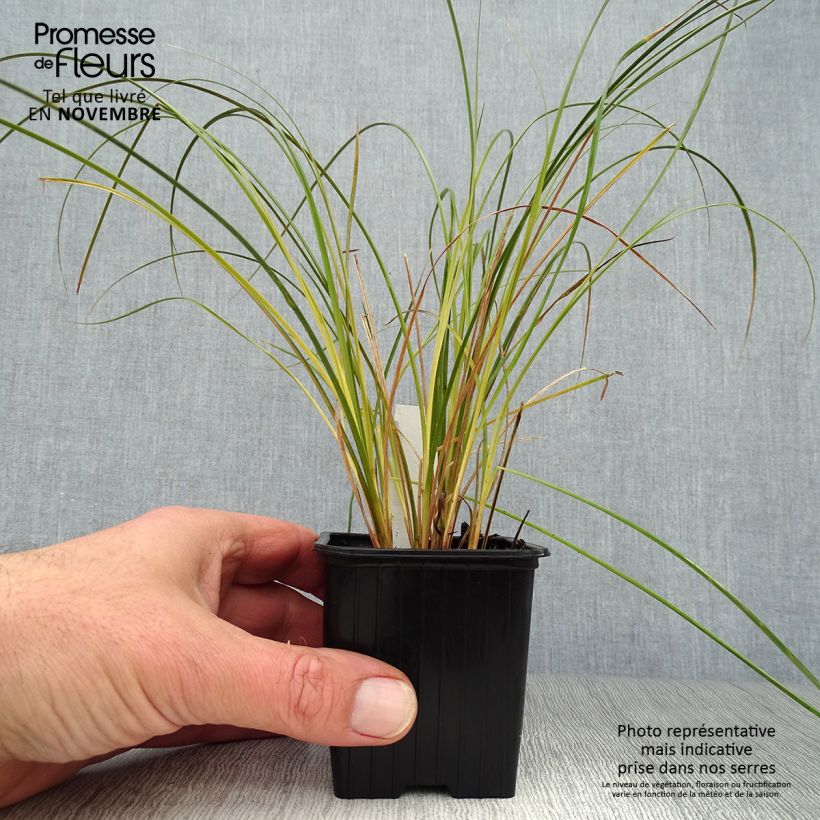 Esimerkki syksyllä toimitetusta Sara Prairie Fire 8/9 cm taimiruukku-taimesta