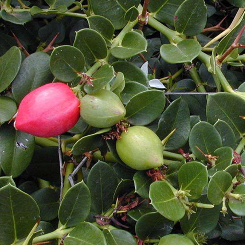 Kapmaanluumu - Carissa macrocarpa (Lehvistö)