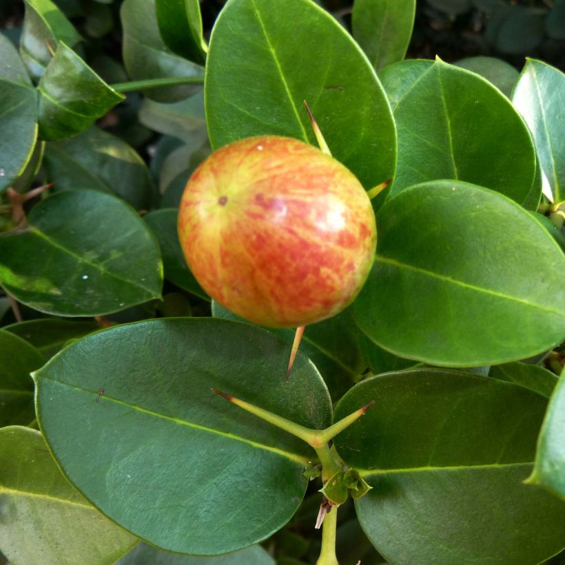 Kapmaanluumu - Carissa macrocarpa (Sadonkorjuu)