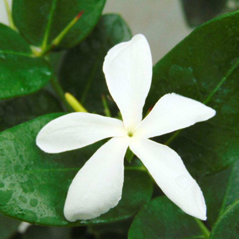 Kapmaanluumu - Carissa macrocarpa (Kukinta)