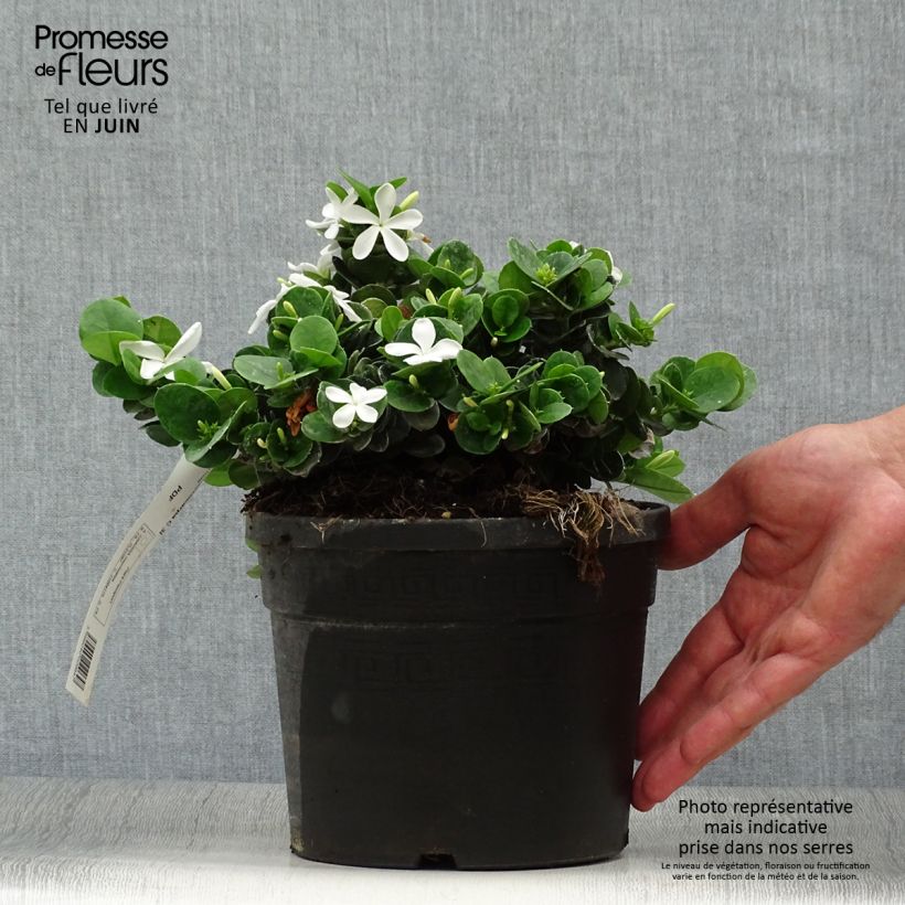 Esimerkki kesällä toimitetusta Kapmaanluumu - Carissa macrocarpa Pot de 2L/3L-taimesta