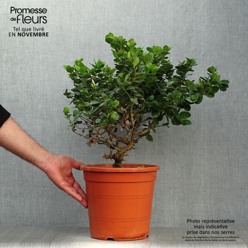 Esimerkki syksyllä toimitetusta Kapmaanluumu - Carissa macrocarpa 7,5 litran / 10 litran ruukku-taimesta