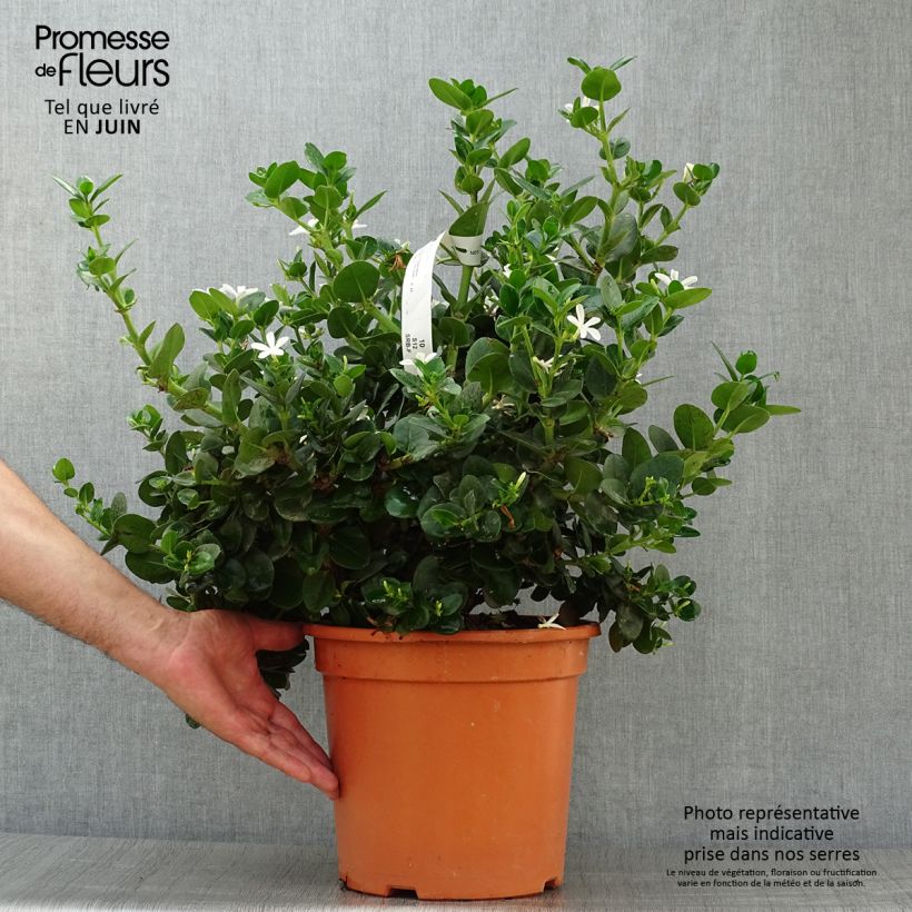 Esimerkki kesällä toimitetusta Kapmaanluumu - Carissa macrocarpa Pot de 7,5L/10L-taimesta
