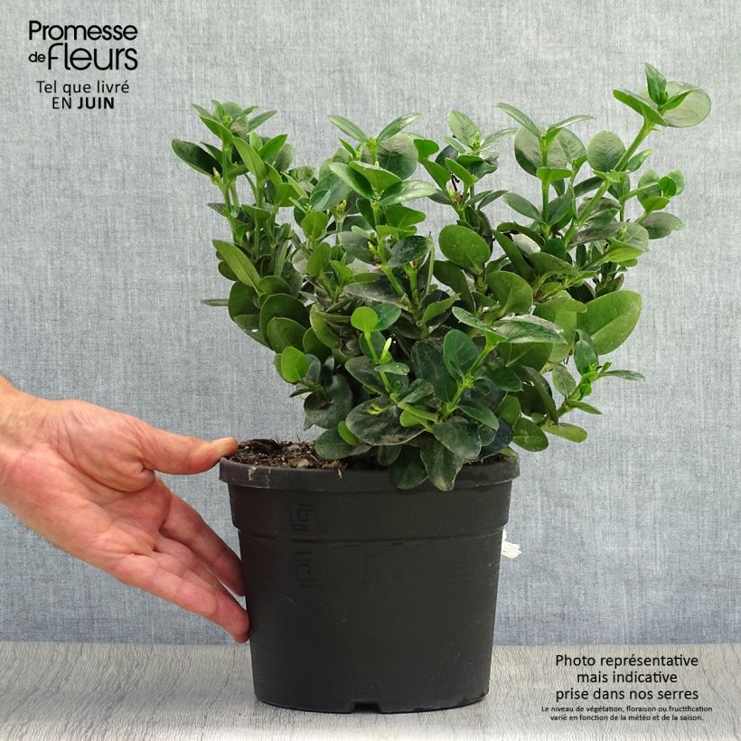 Esimerkki kesällä toimitetusta Kapmaanluumu Prostrata Pot de 3L/4L-taimesta