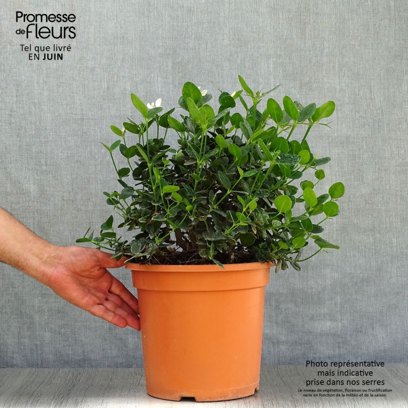 Esimerkki kesällä toimitetusta Kapmaanluumu Prostrata Pot de 7,5L/10L-taimesta