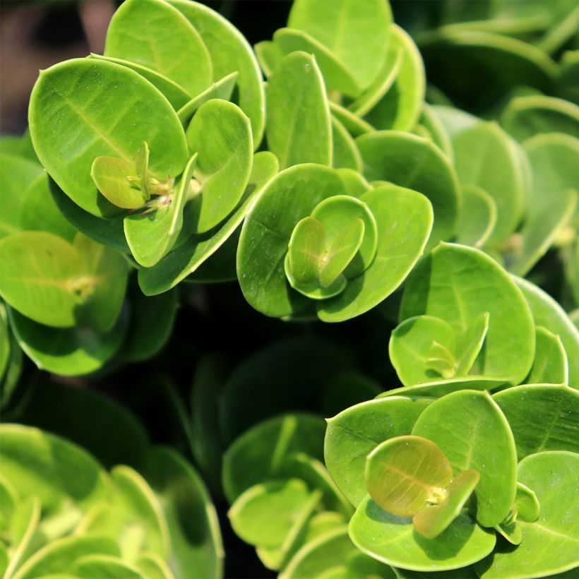 Kapmaanluumu Prostrata (Lehvistö)