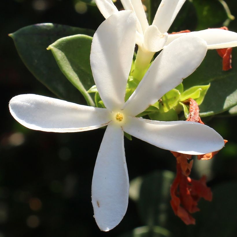 Kapmaanluumu Prostrata (Kukinta)