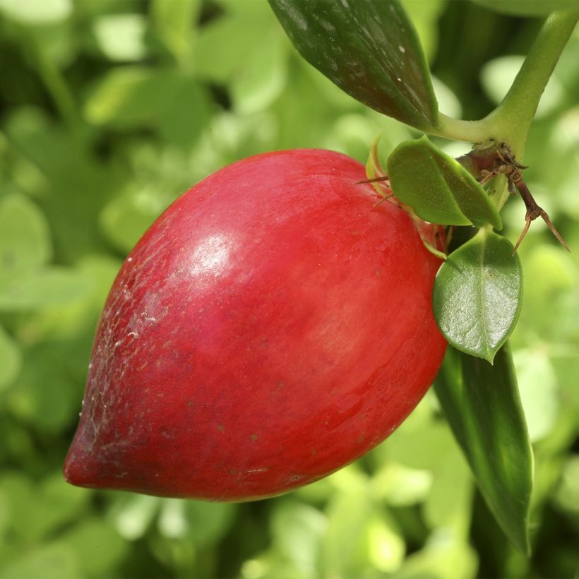 Kapmaanluumu Prostrata (Sadonkorjuu)