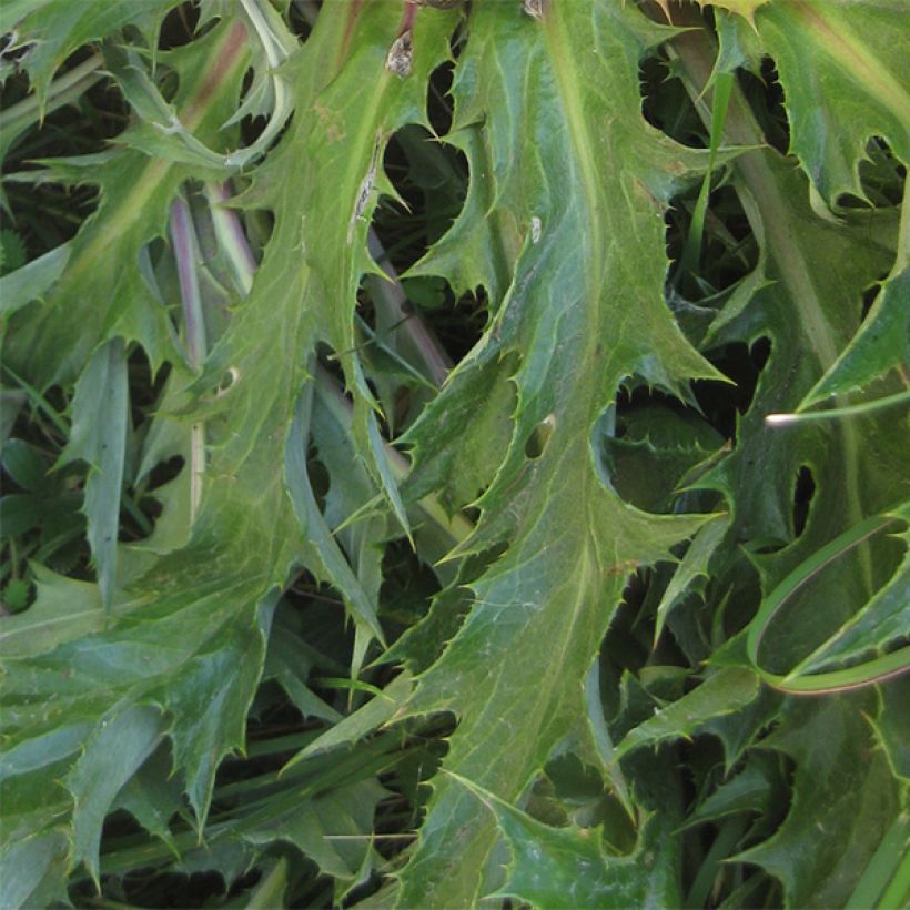 Akanttikurho - Carlina acanthifolia (Lehvistö)