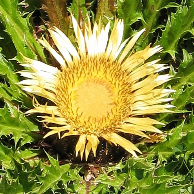 Akanttikurho - Carlina acanthifolia (Kukinta)