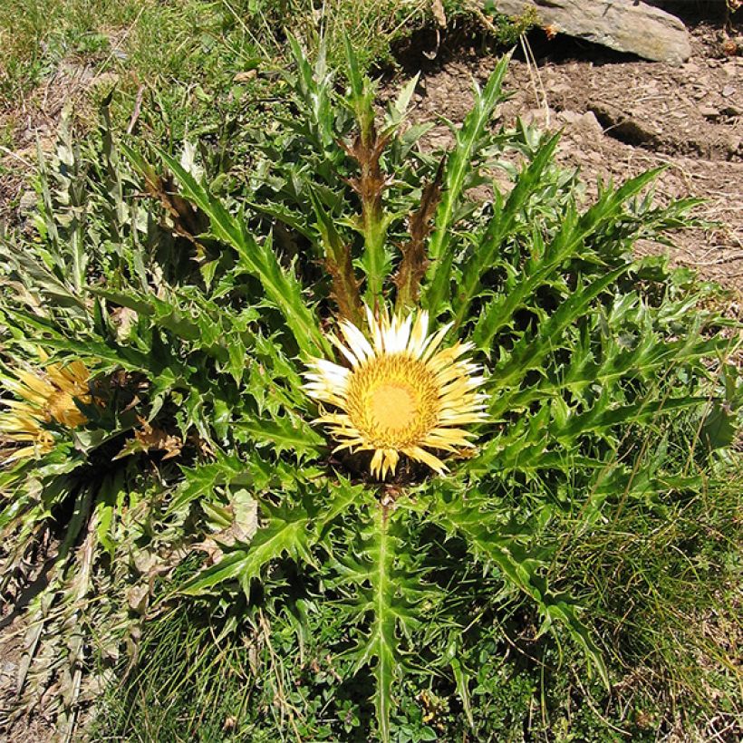 Akanttikurho - Carlina acanthifolia (Kasvutapa)