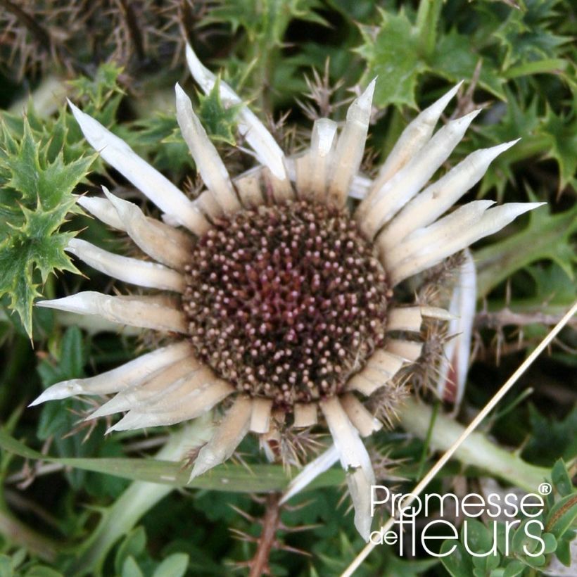 Hopeakurho - Carlina acaulis subsp. simplex (Kukinta)