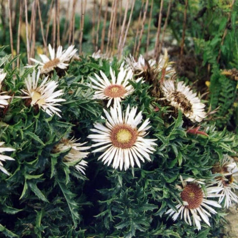 Hopeakurho - Carlina acaulis subsp. simplex (Kasvutapa)