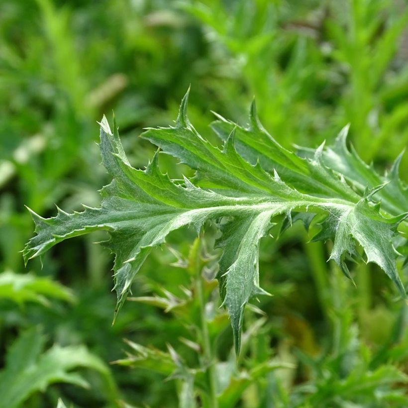 Hopeakurho - Carlina acaulis subsp. simplex (Lehvistö)