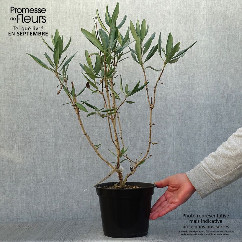 Esimerkki syksyllä toimitetusta Carpenteria californica Bodnant 3 litran/4 litran ruukku-taimesta