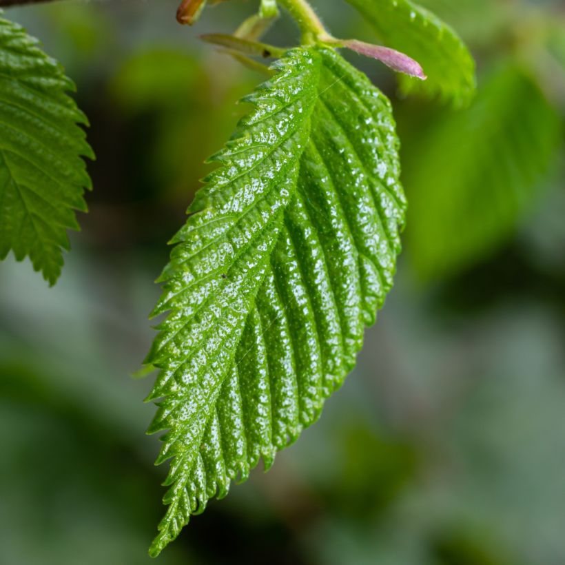 Valkopyökki - Carpinus betulus (Lehvistö)