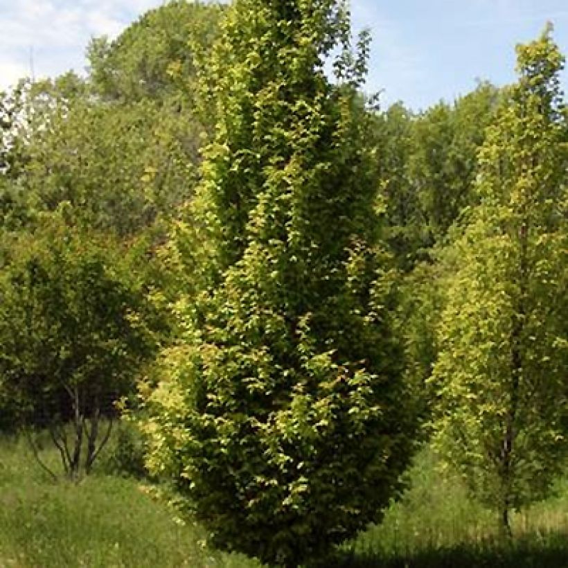 Valkopyökki Lucas (Kasvutapa)