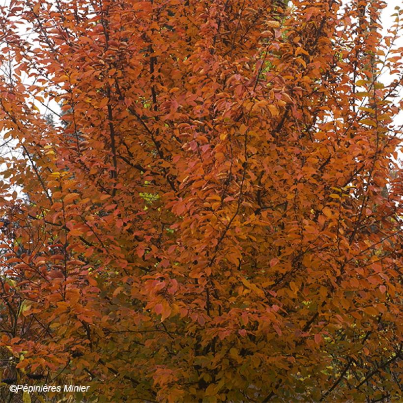 Valkopyökki Orange Retz (Lehvistö)