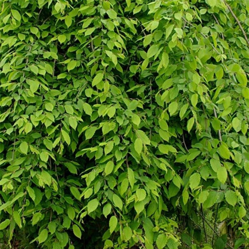 Valkopyökki Pendula (Lehvistö)