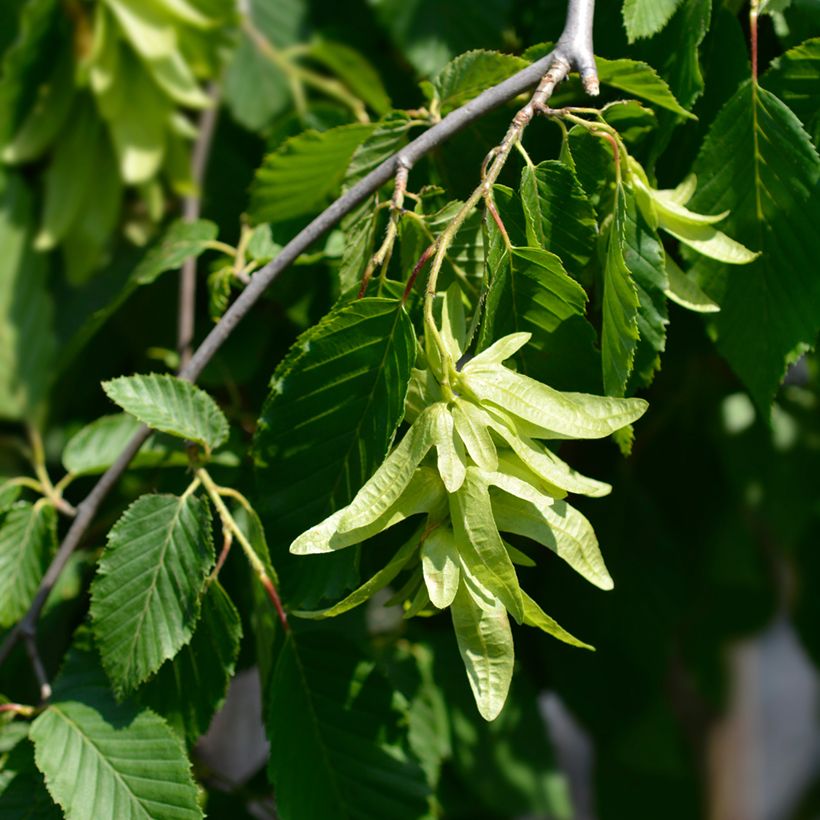 Valkopyökki Pendula (Kukinta)