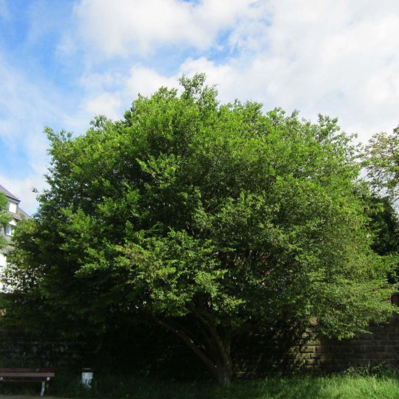 Valkopyökki Quercifolia (Kasvutapa)