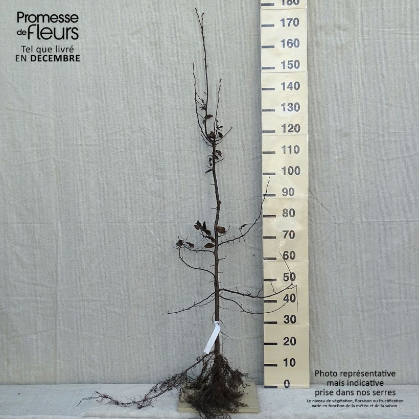 Esimerkki talvella toimitetusta Valkopyökki - Carpinus betulus Paljasjuurinen-taimesta