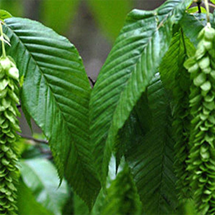 Valkopyöki - Carpinus fangiana (Lehvistö)