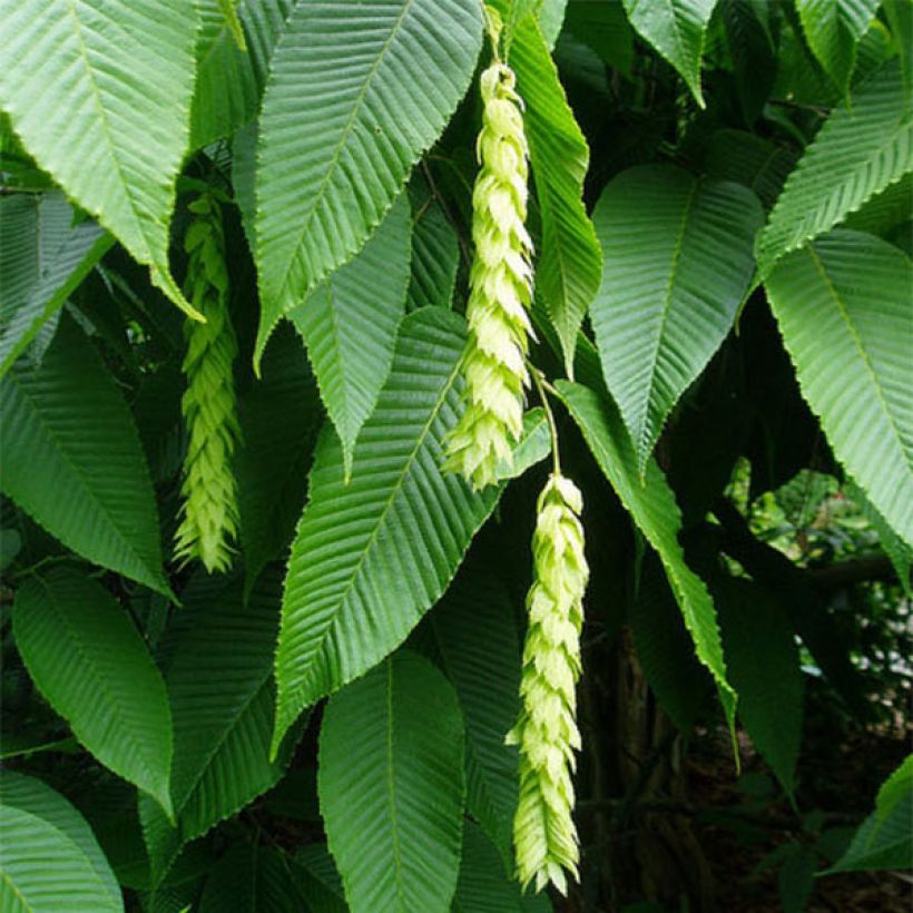 Valkopyöki - Carpinus fangiana (Kukinta)