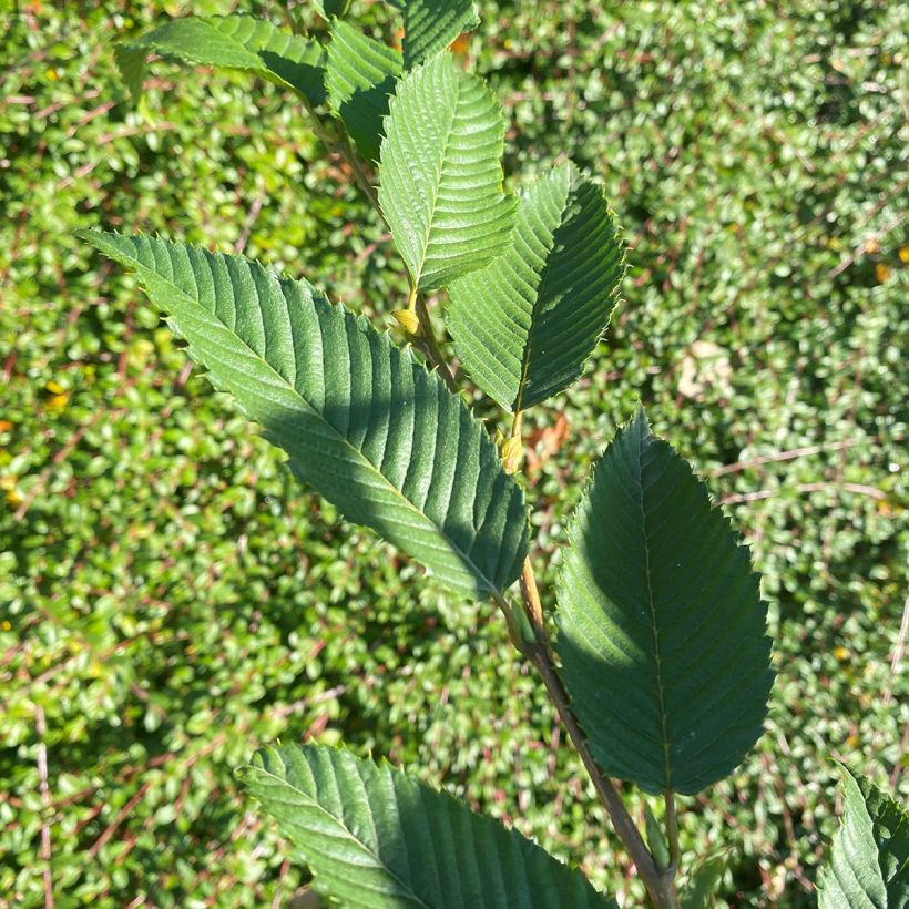 Japaninvalkopyökki Chinese Lantern (Lehvistö)
