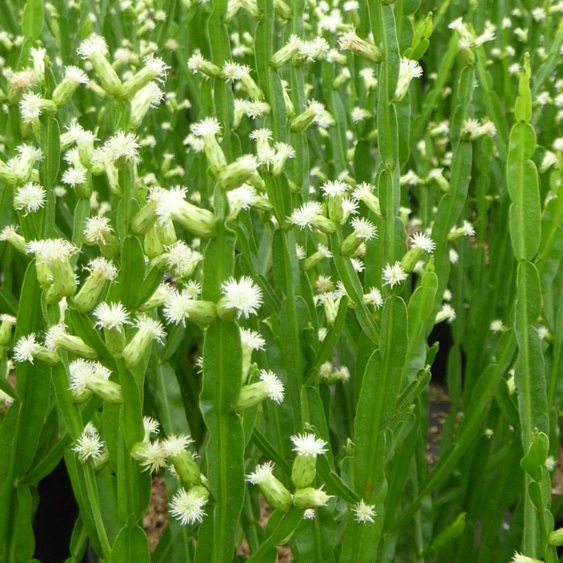 Baccharis genistelloides (Kukinta)