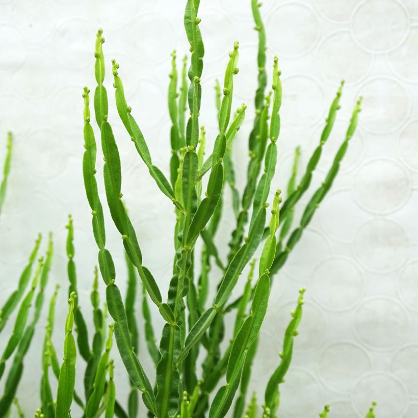 Baccharis genistelloides (Lehvistö)