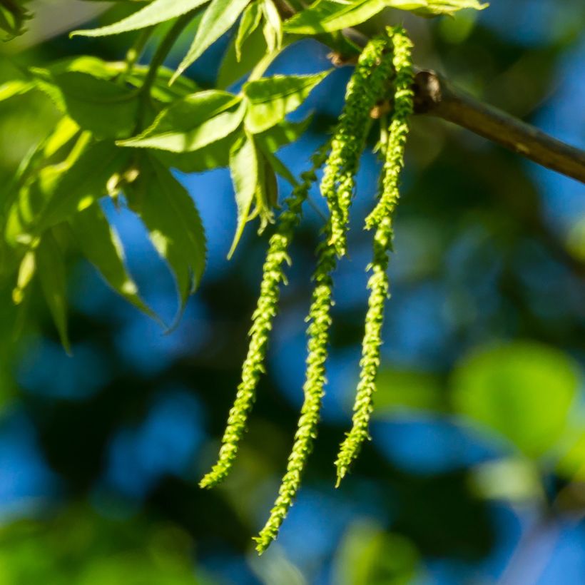 Pekaanihikkori Choctaw (Kukinta)