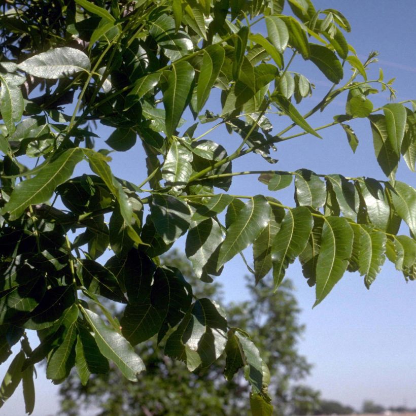 Pekaanihikkori - Carya illinoinensis (Lehvistö)