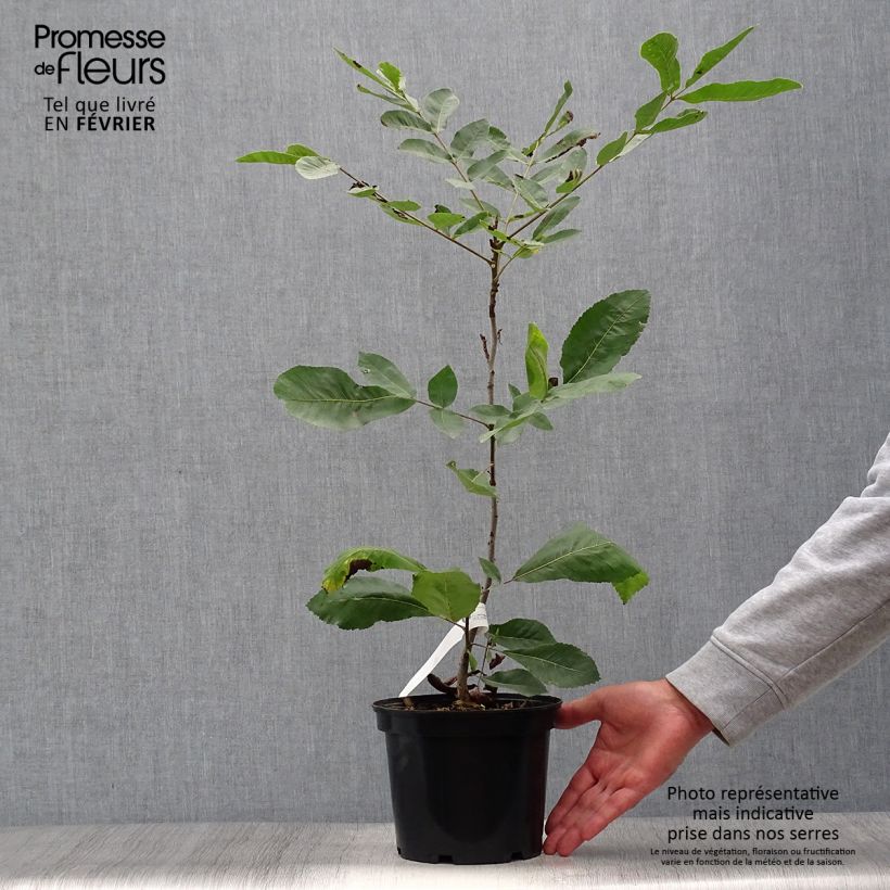 Esimerkki syksyllä toimitetusta Pekaanihikkori - Carya illinoinensis 3 litran/4 litran ruukku-taimesta