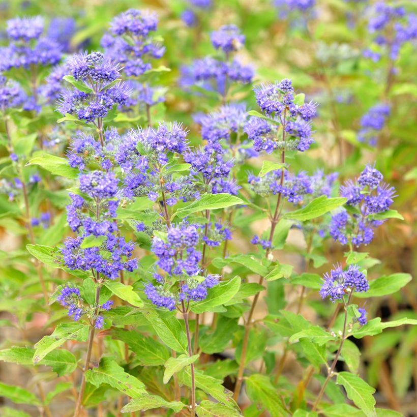 Jalorautaoksa Grand Bleu (Kukinta)