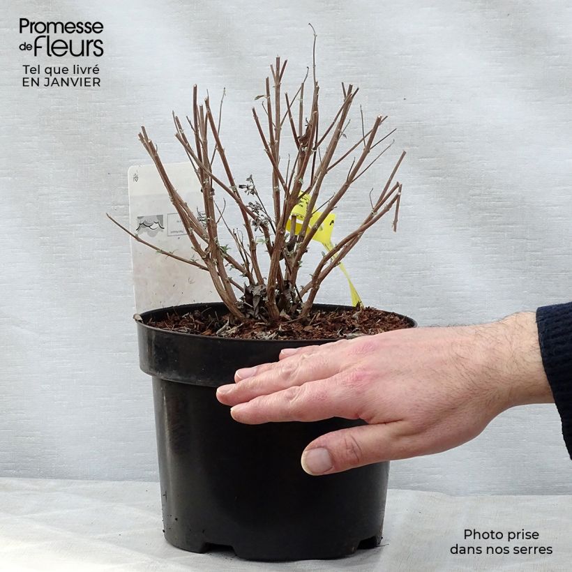 Esimerkki talvella toimitetusta Jalorautaoksa Petit Bleu Pot de 3L/4L-taimesta